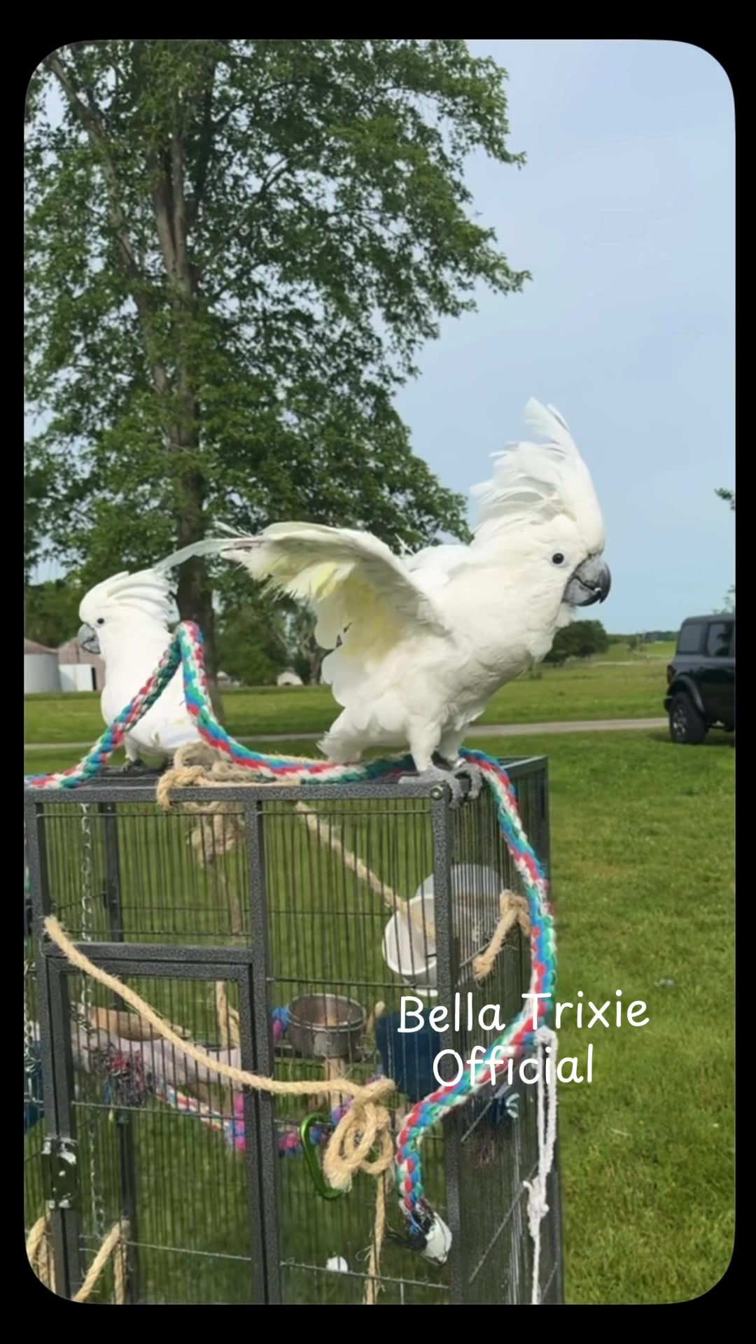 @bella_trixie_party