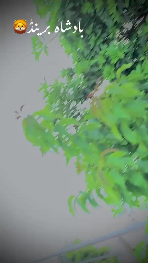 @🦅LEADER بادشاہ برینڈ 🫅