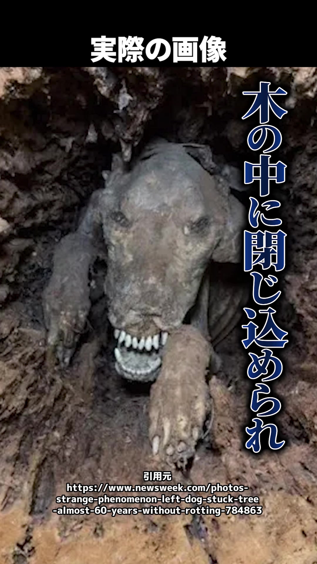 @岡野タケシ弁護士【アトム法律グループ】
