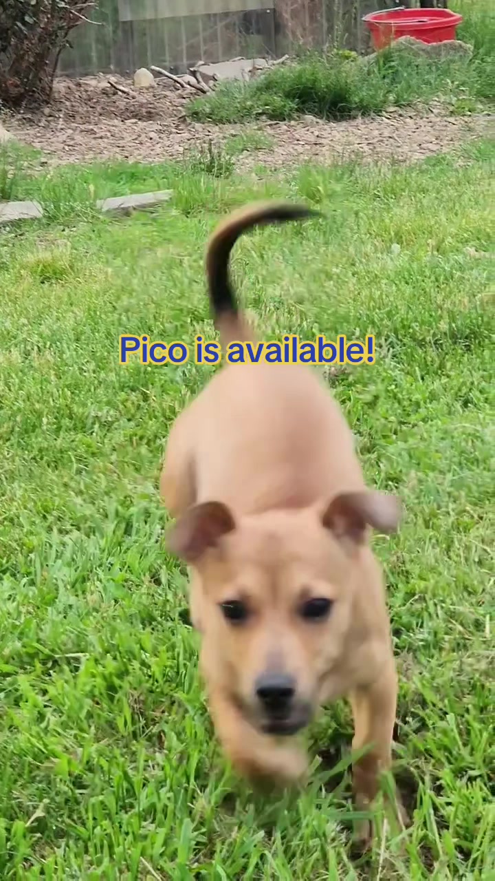 @Adopt A Stray Rescue