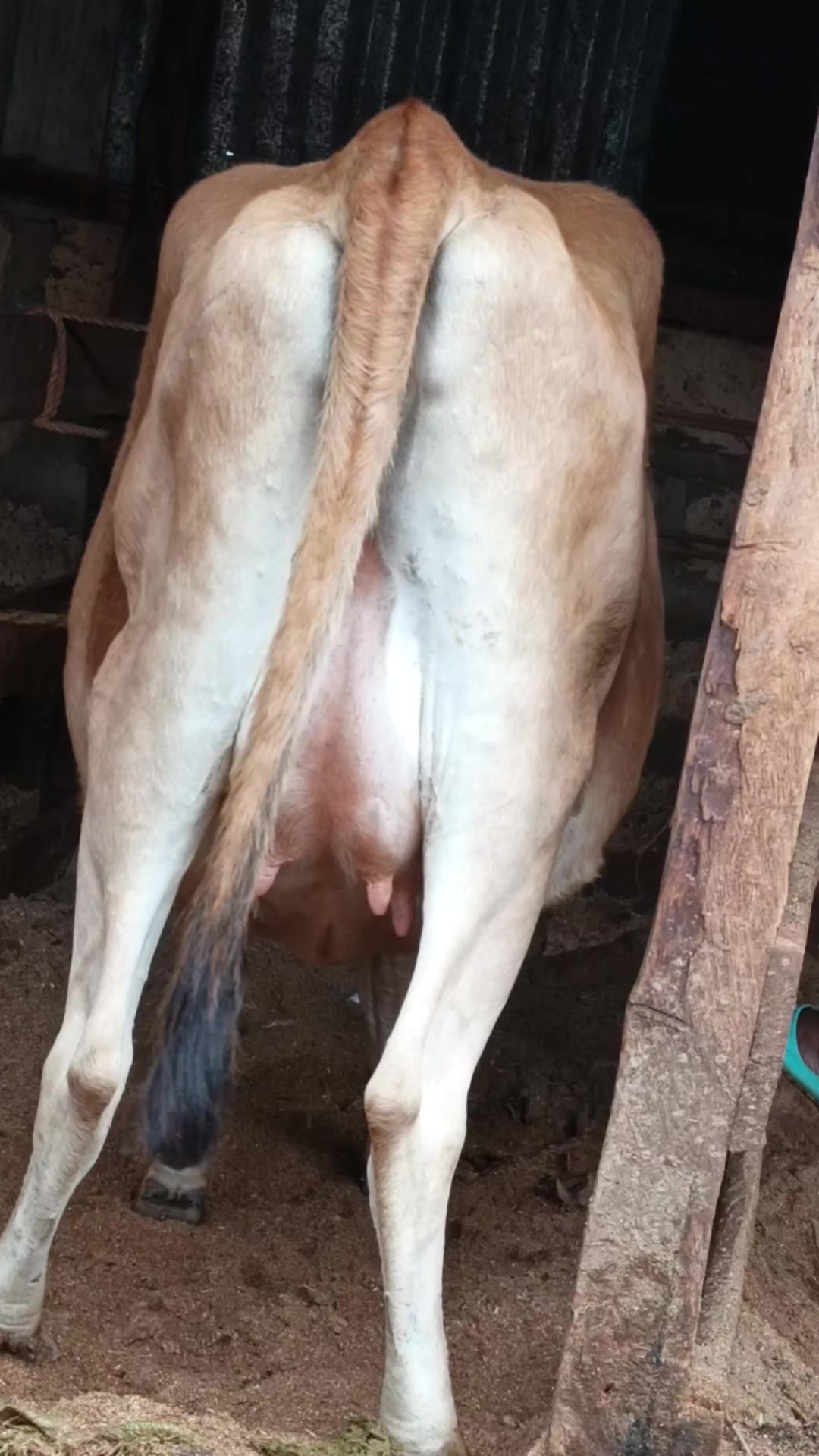 @Daily Dairy Farm Ke