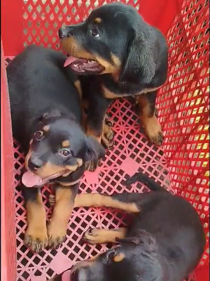 @Trại Ch&oacute; &Uacute;t S&aacute;u