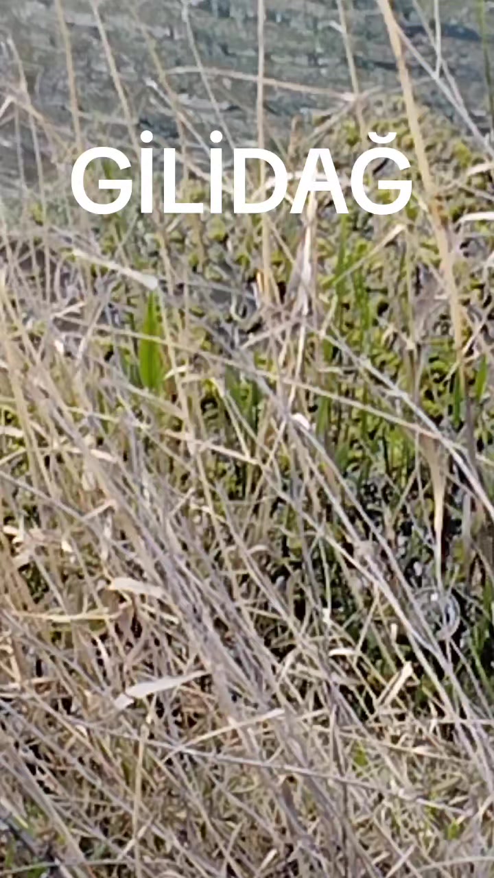@EFE. &Ouml;ZG&Uuml;VEN 76