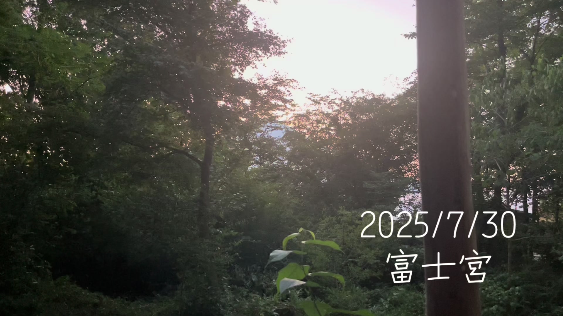 @若林昭子