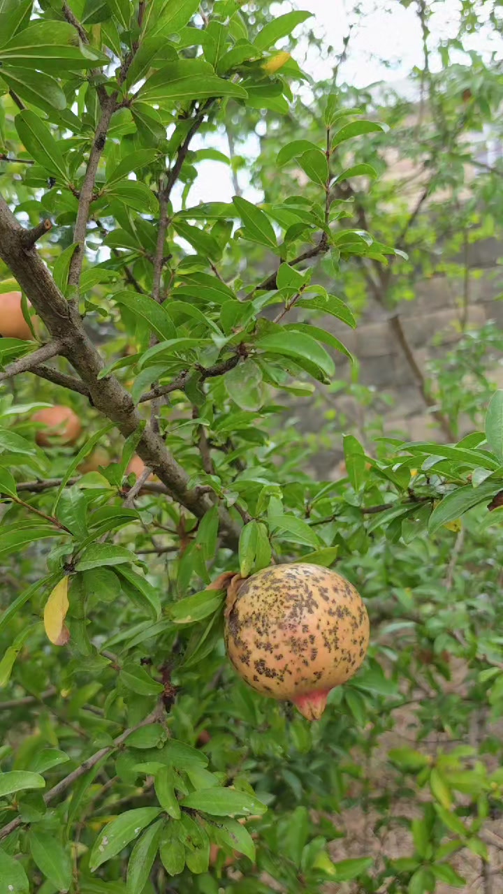 @лев