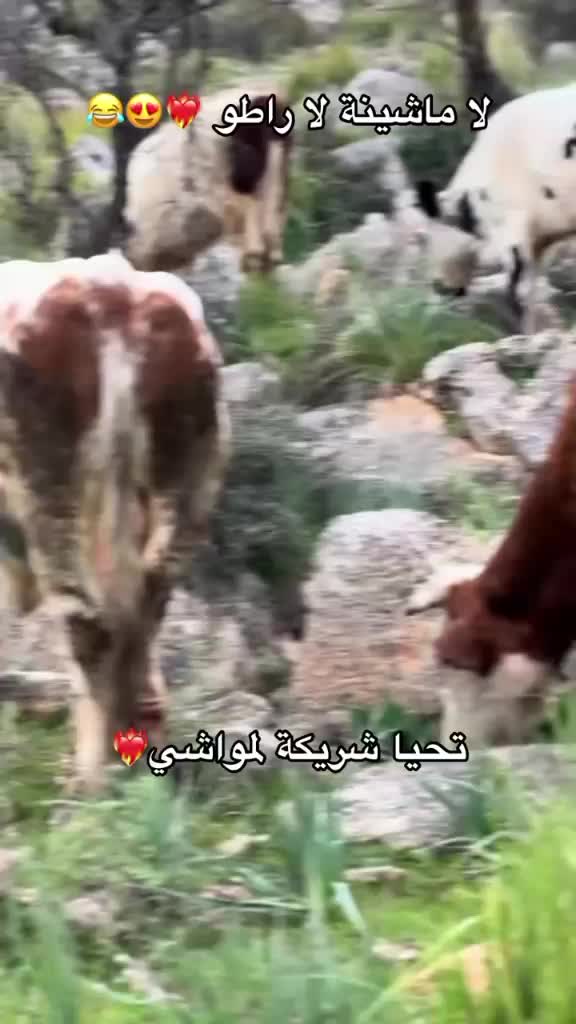 @الموالة اخالي الابقار