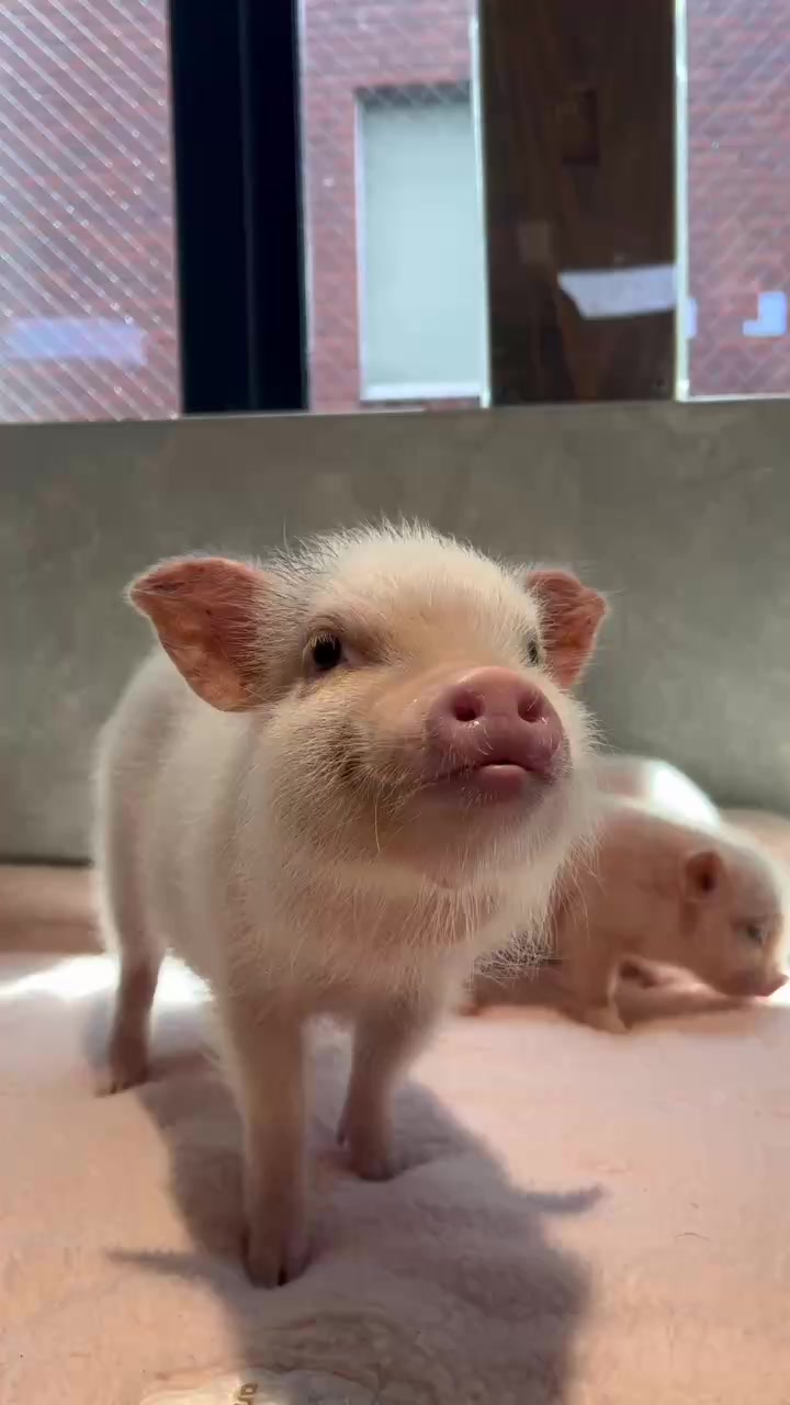 @pignic