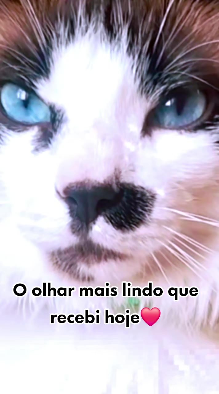 @MagdaAmoAnimais😾🐶🕊🐅🐍🐢🦜
