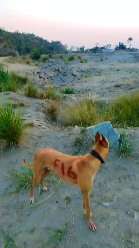 @Grayhond Lover