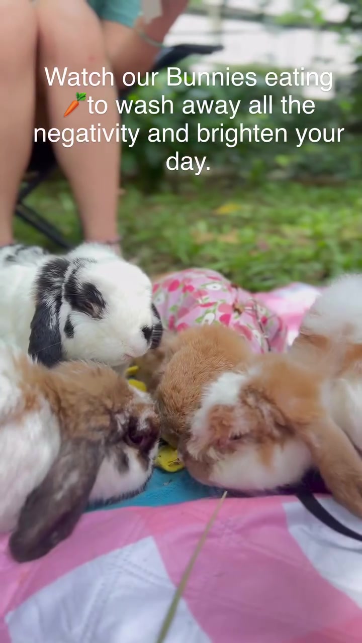 @Boss Happy & Sir Pluto🐰