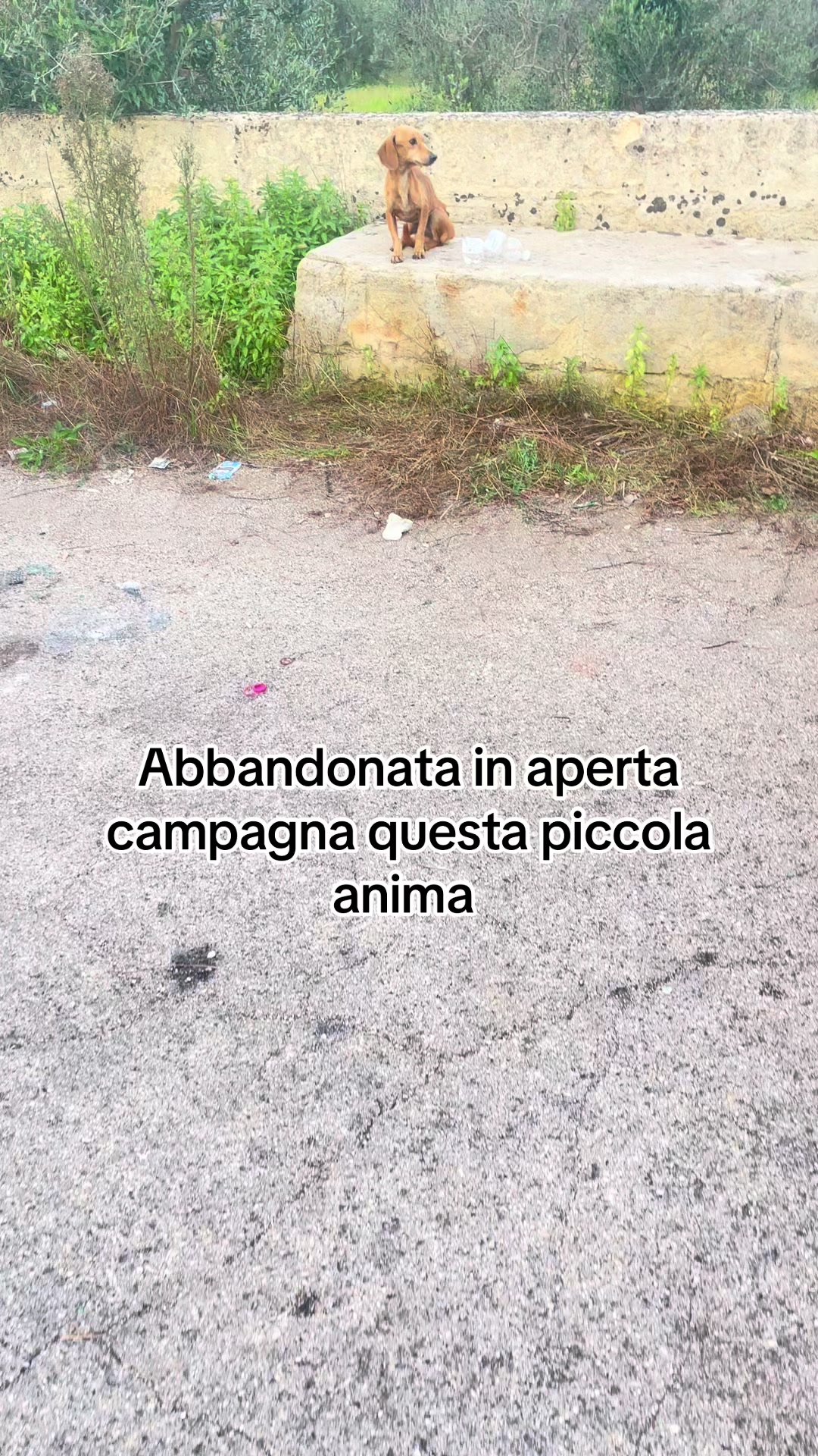 @animarandagia76