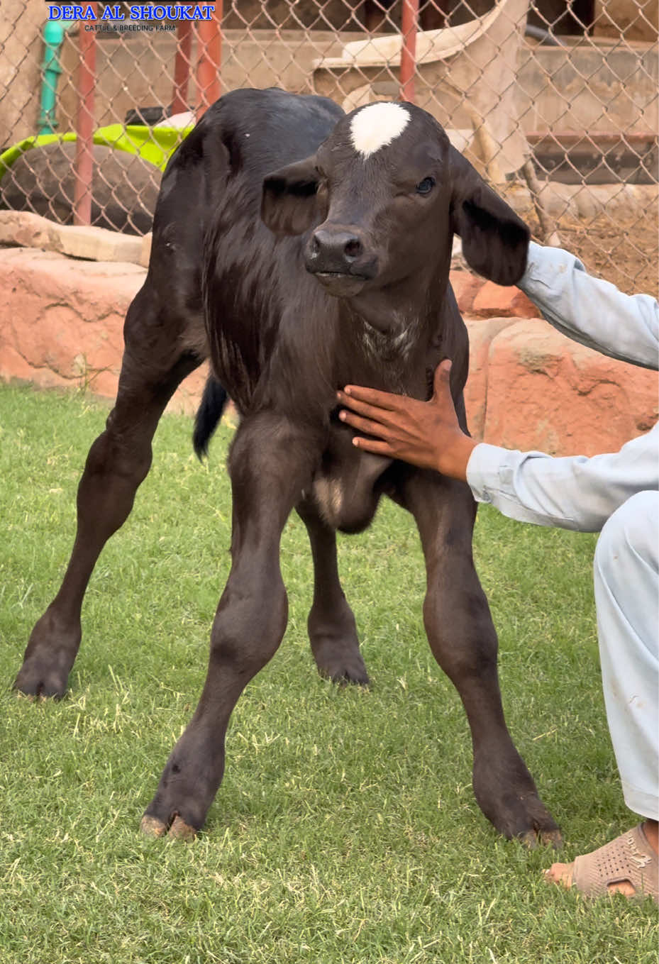 @شیخ ابوبکر ساجد