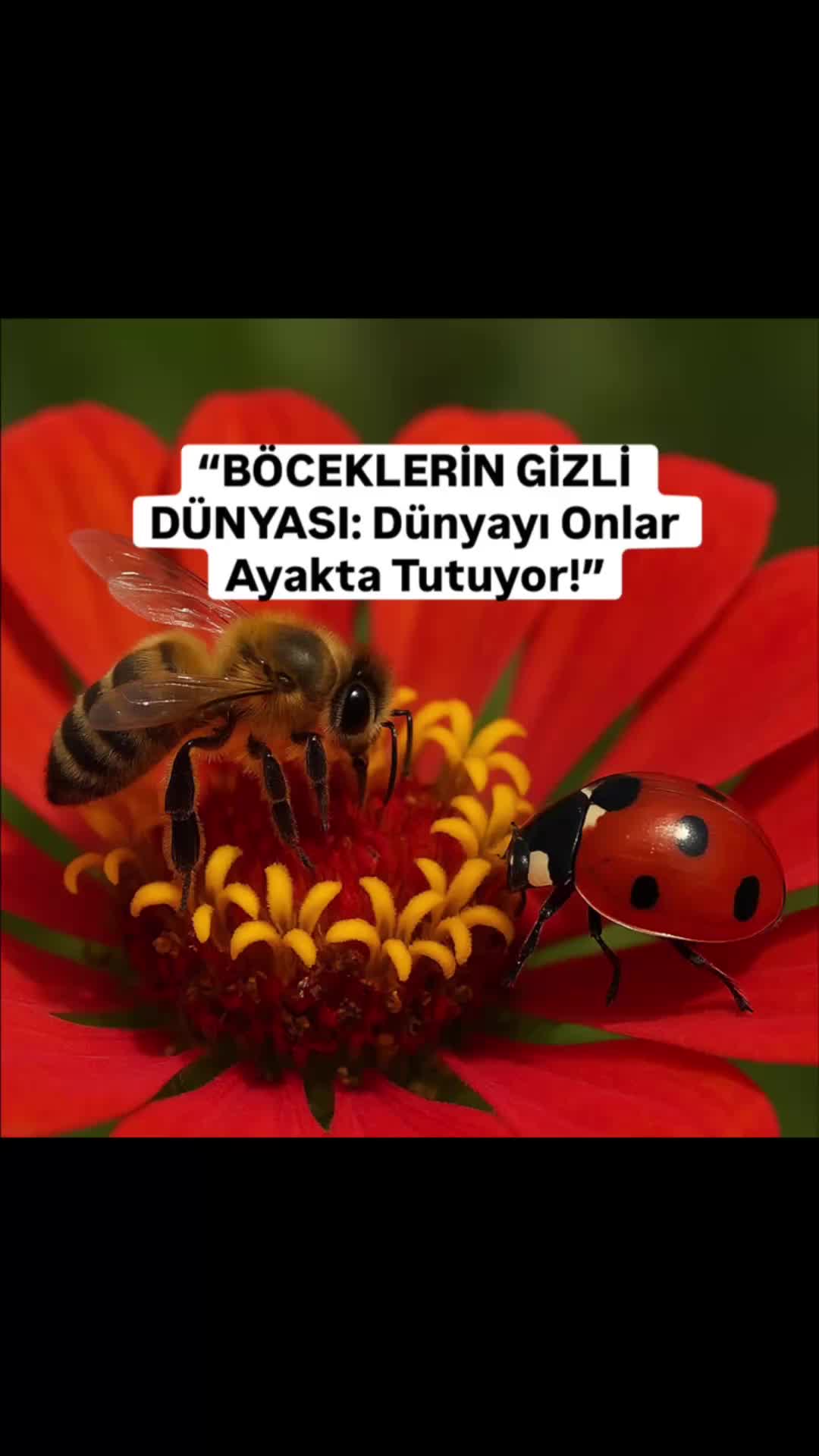 @toprak_nevalesi