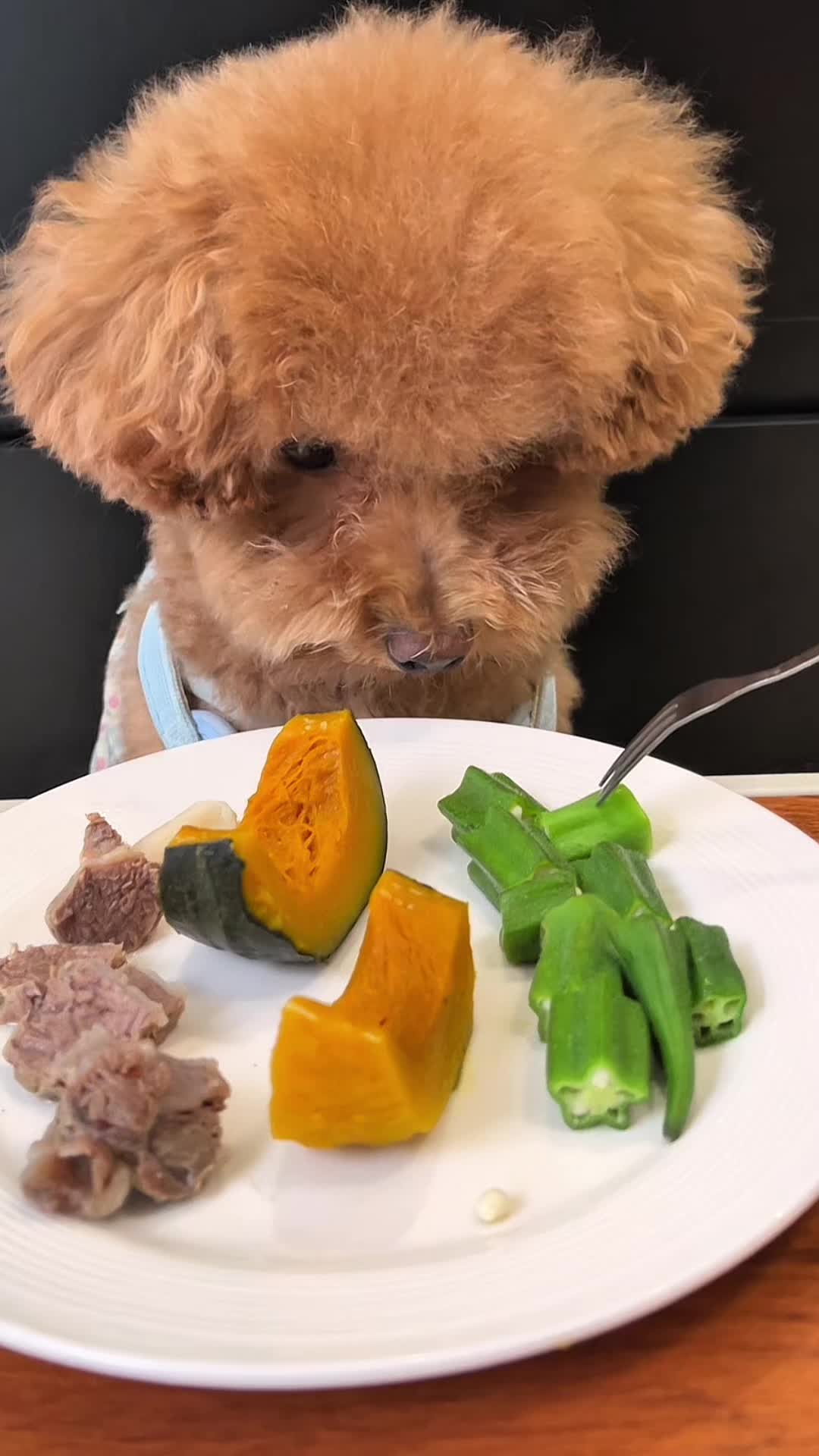 @dog eat
