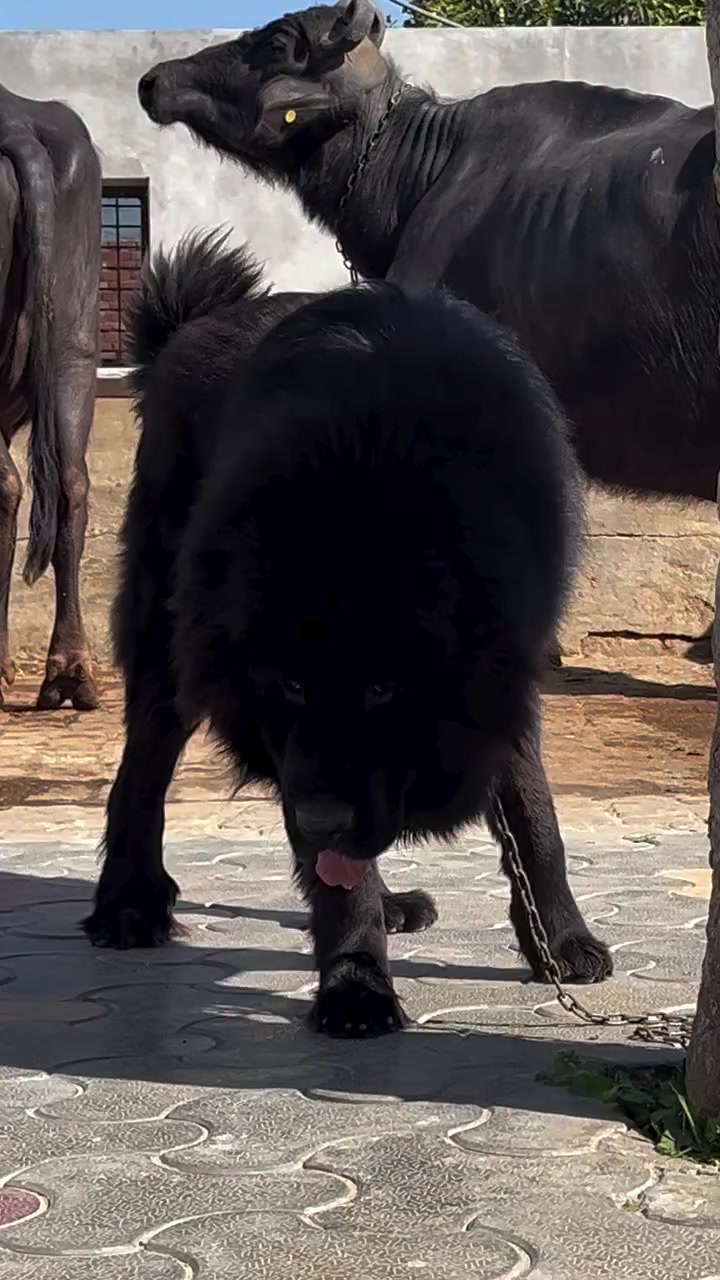 @Kashmiri_Bakrwal_Dog