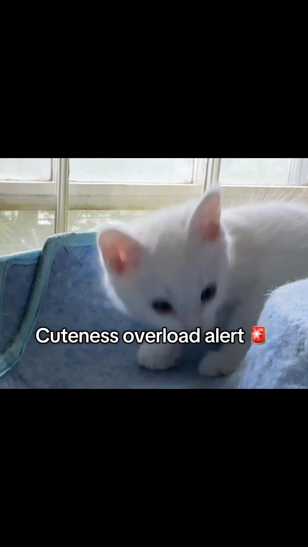 @North Toronto Cat Rescue