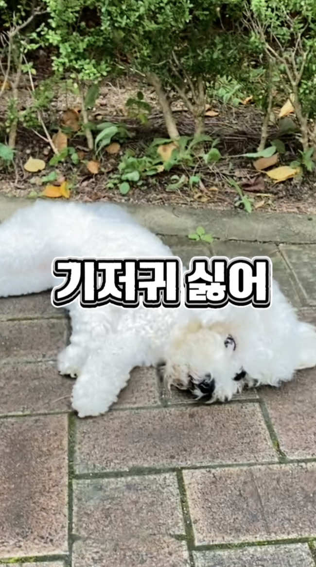 @한조니 Shelly