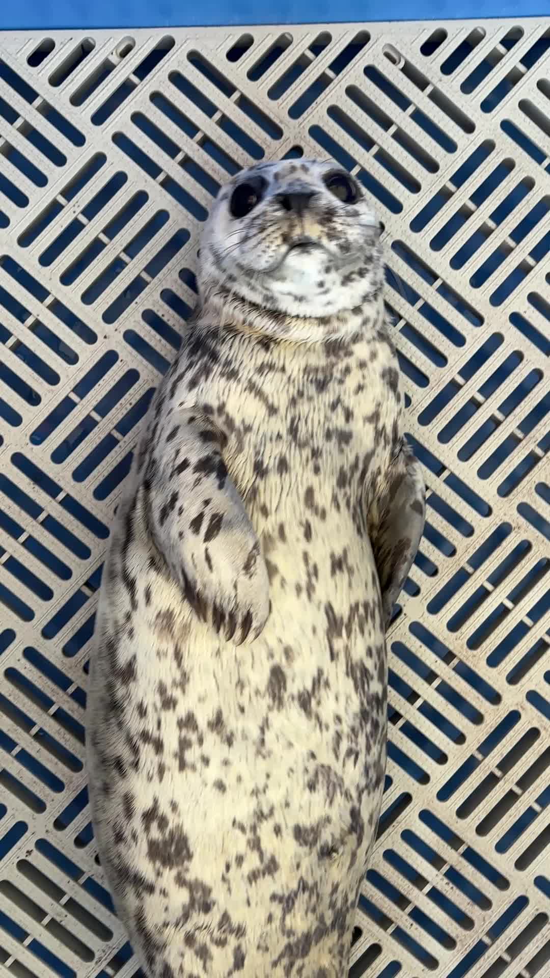 @Marine Mammal Rescue Society