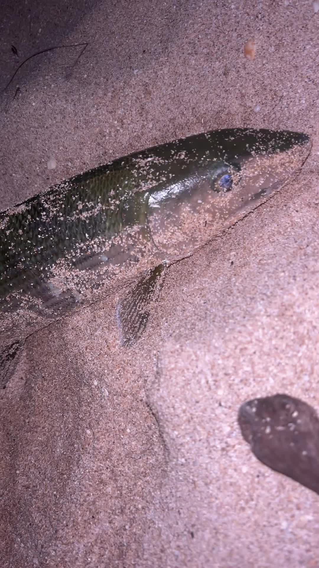 @Kamea