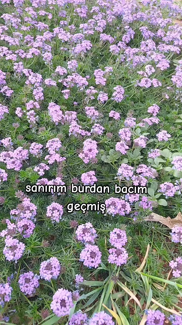 @Bisoş😜