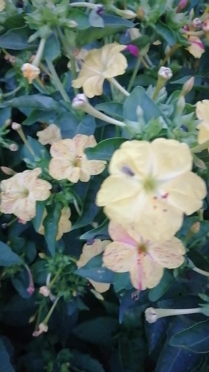@pakizelokum