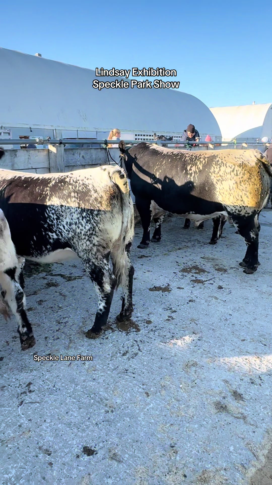 @Speckle Park Cattle