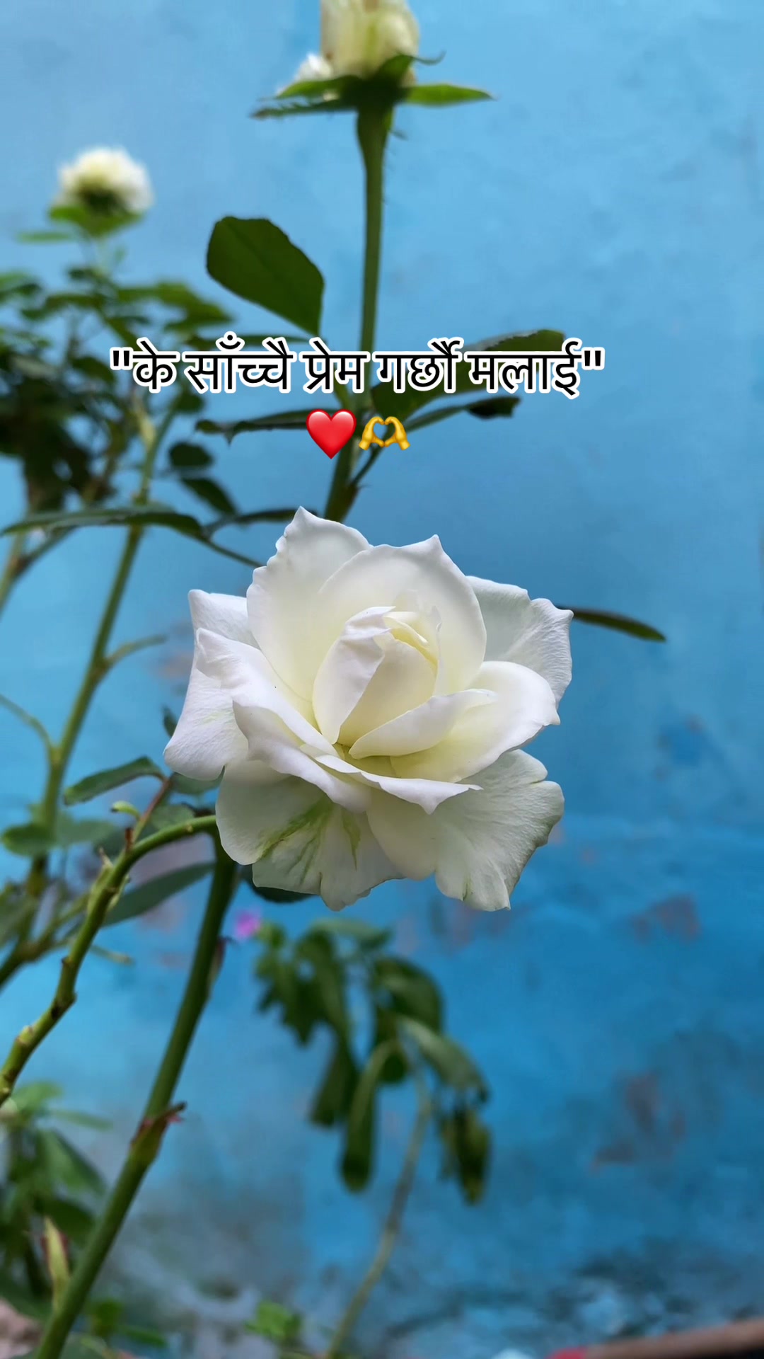 @Rahul shah🙆🏻♂️💗