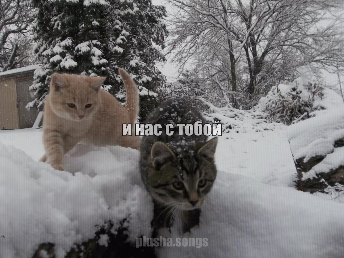 @тгк: songs || plusha