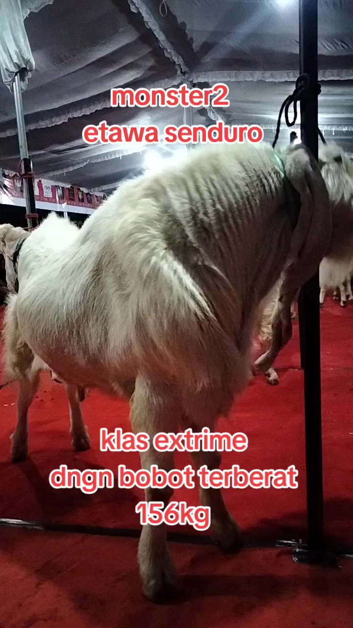 @SAM R.J.F