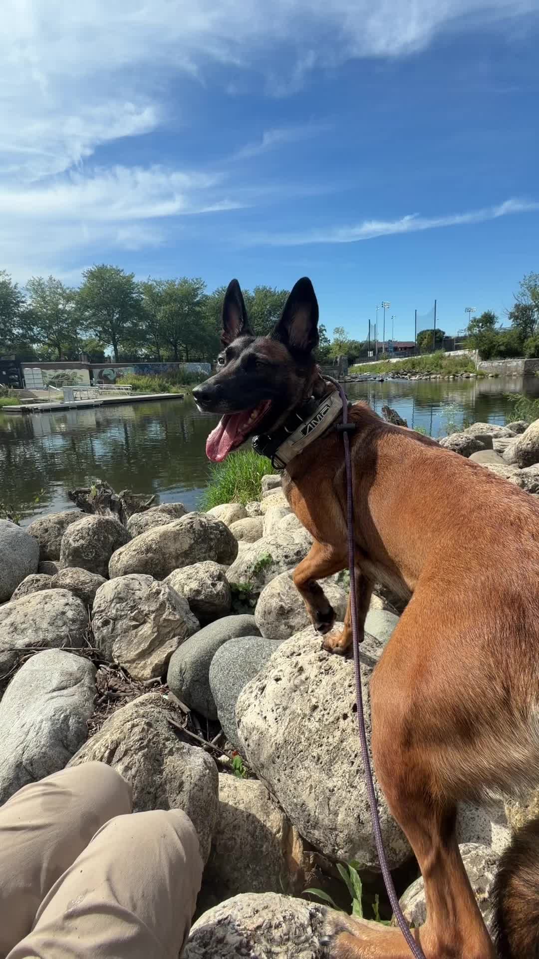 @dogstrainjen