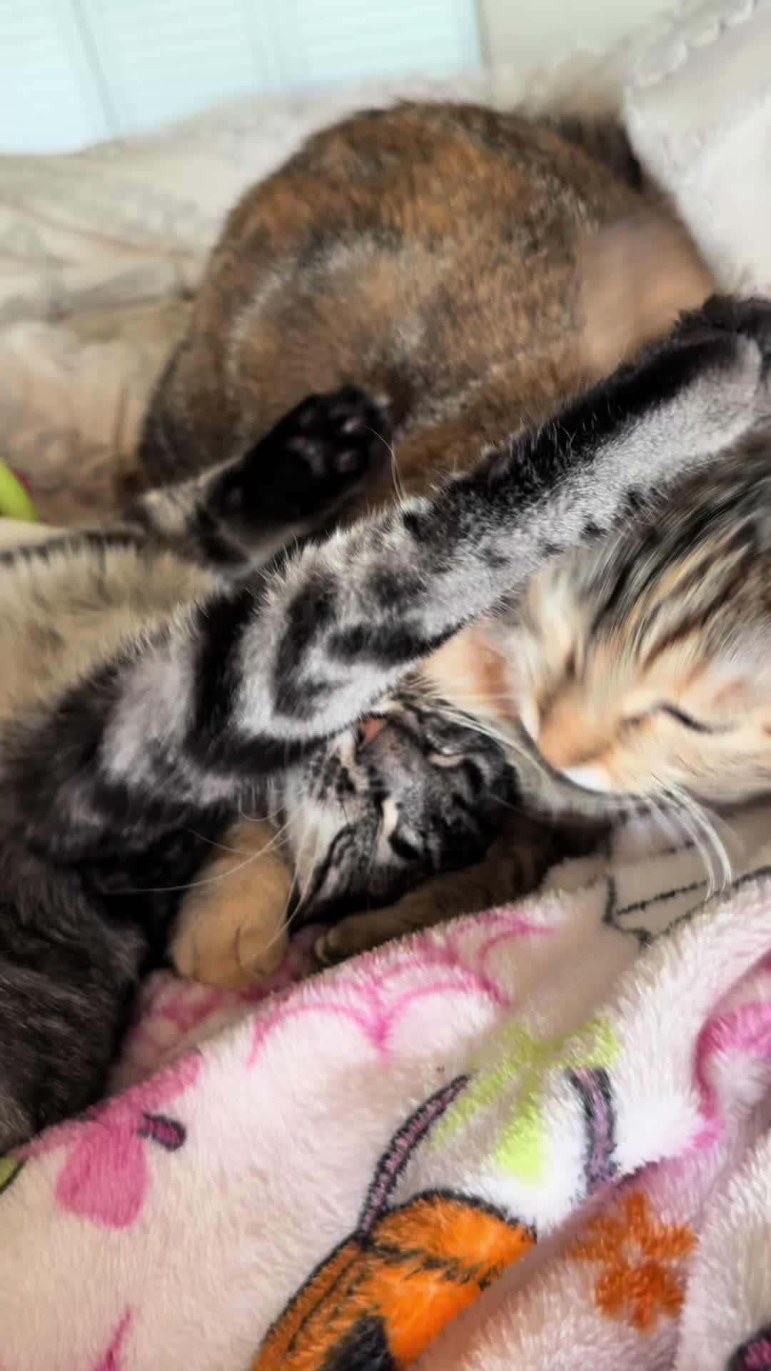 @KrazyKatz