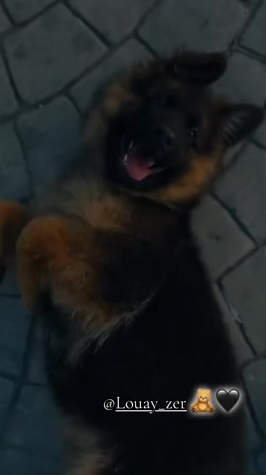 @ℒℴ𝓊𝒶𝒜𝓎 𝒵ℯ𝓇 🐺