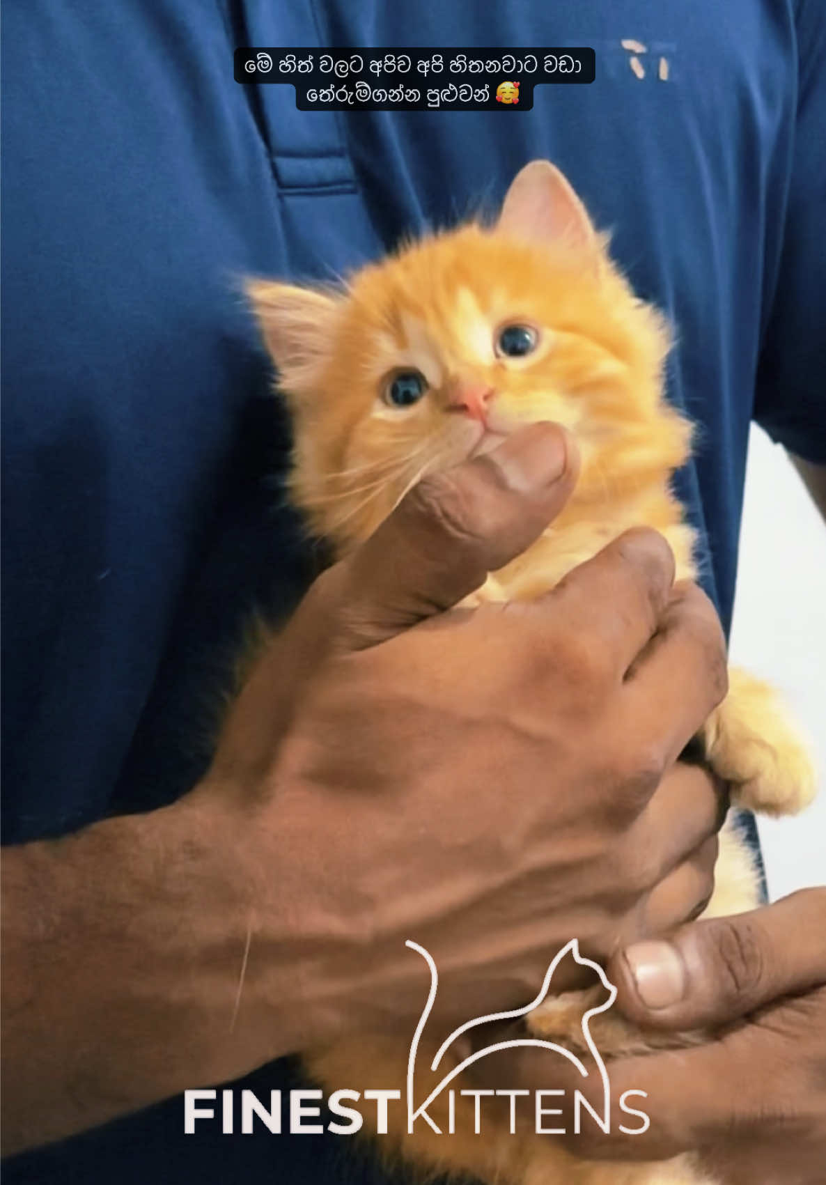 @FinestKittens