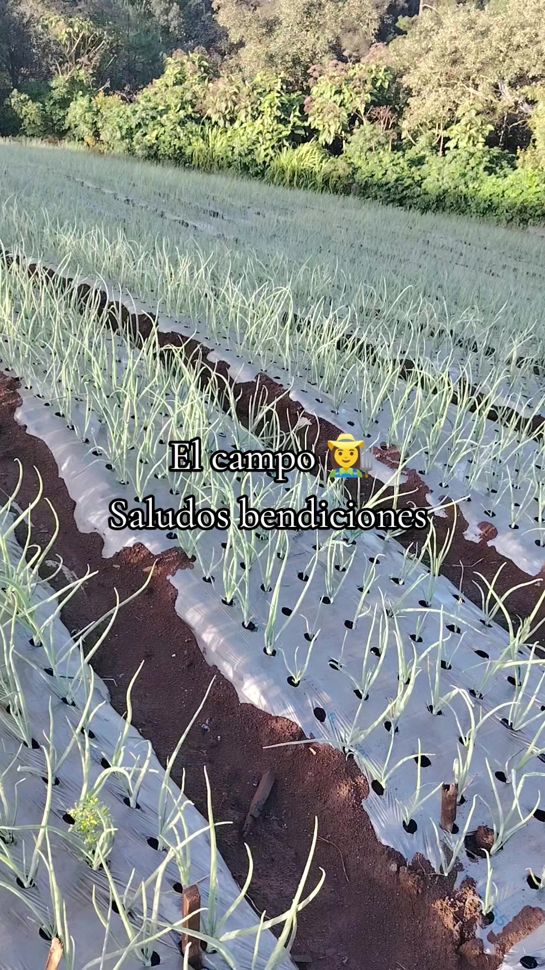 @Moralesguatemala_๐ฌ๐น๐ฌ๐น๐ฏ