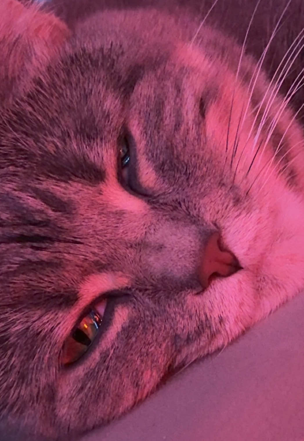 @meowcy