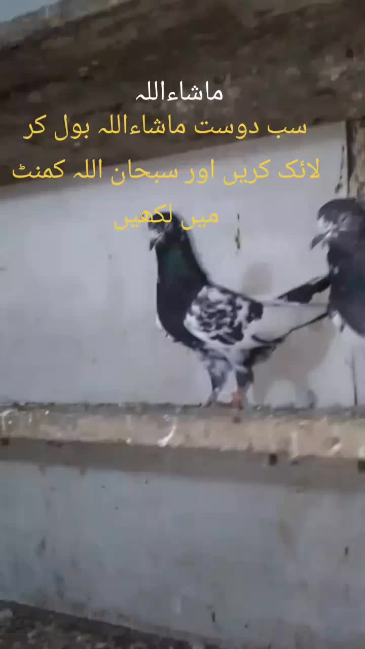 @Qasiar Abbas