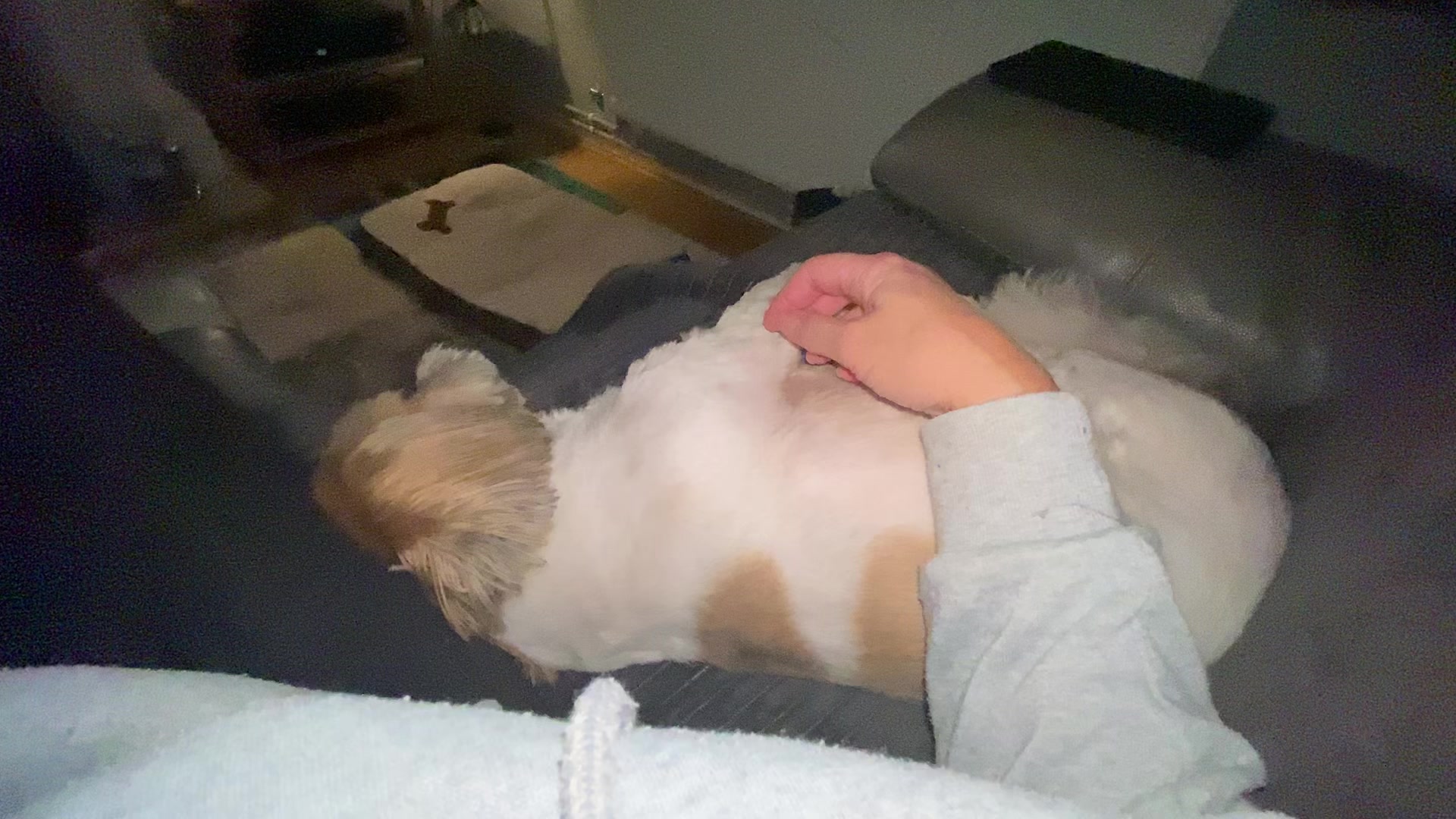 @Dotty and Daisy Shihtzu