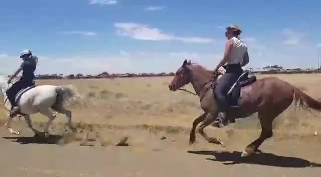 @uitzicht_arabian_stud