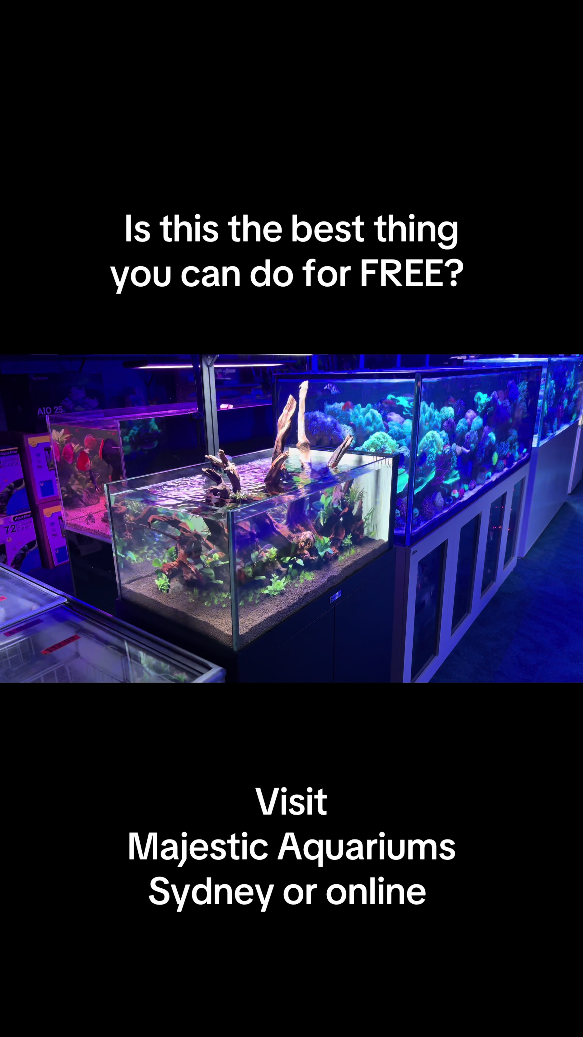@Majestic Aquariums - Sydney
