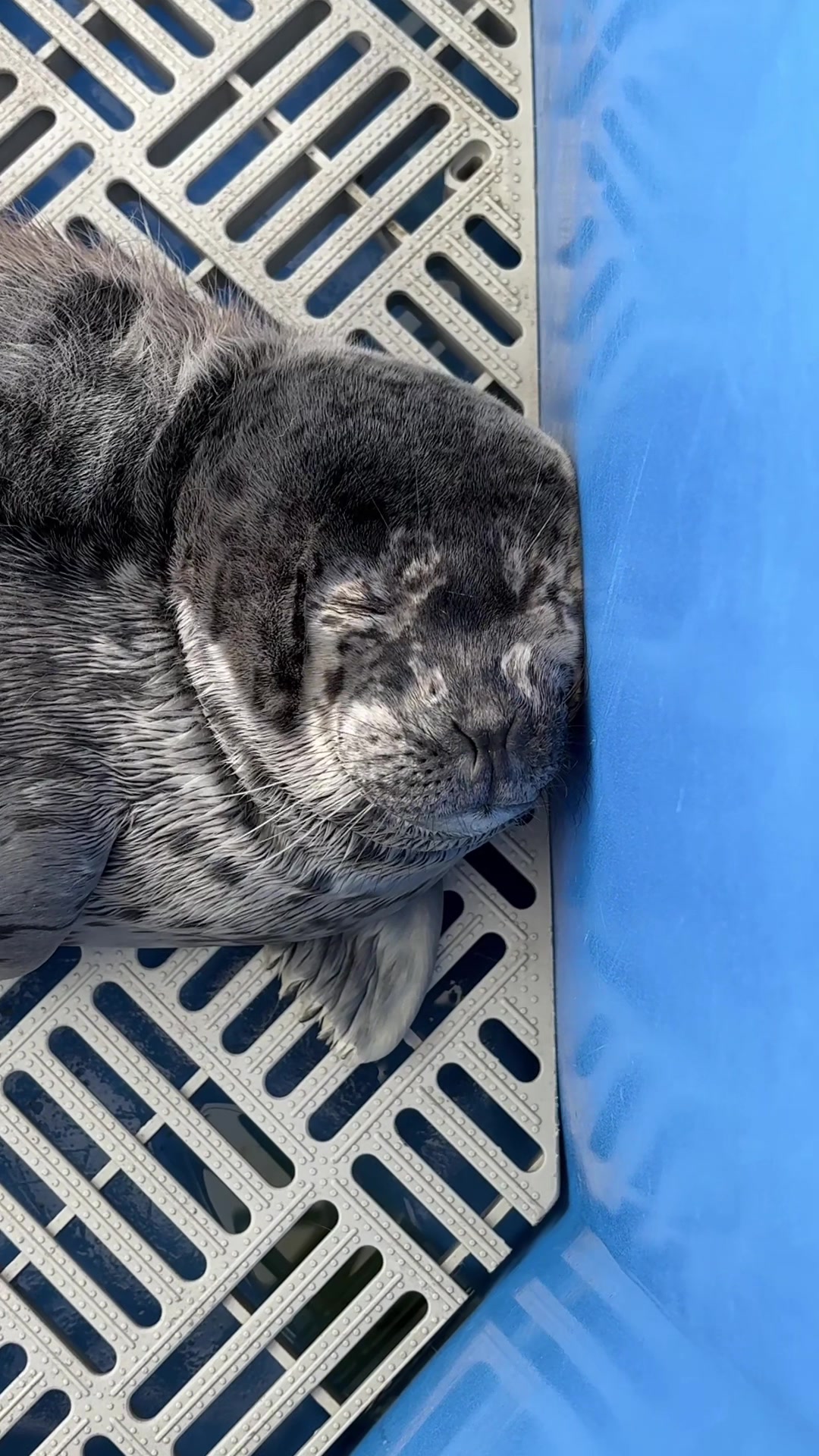 @Marine Mammal Rescue Society