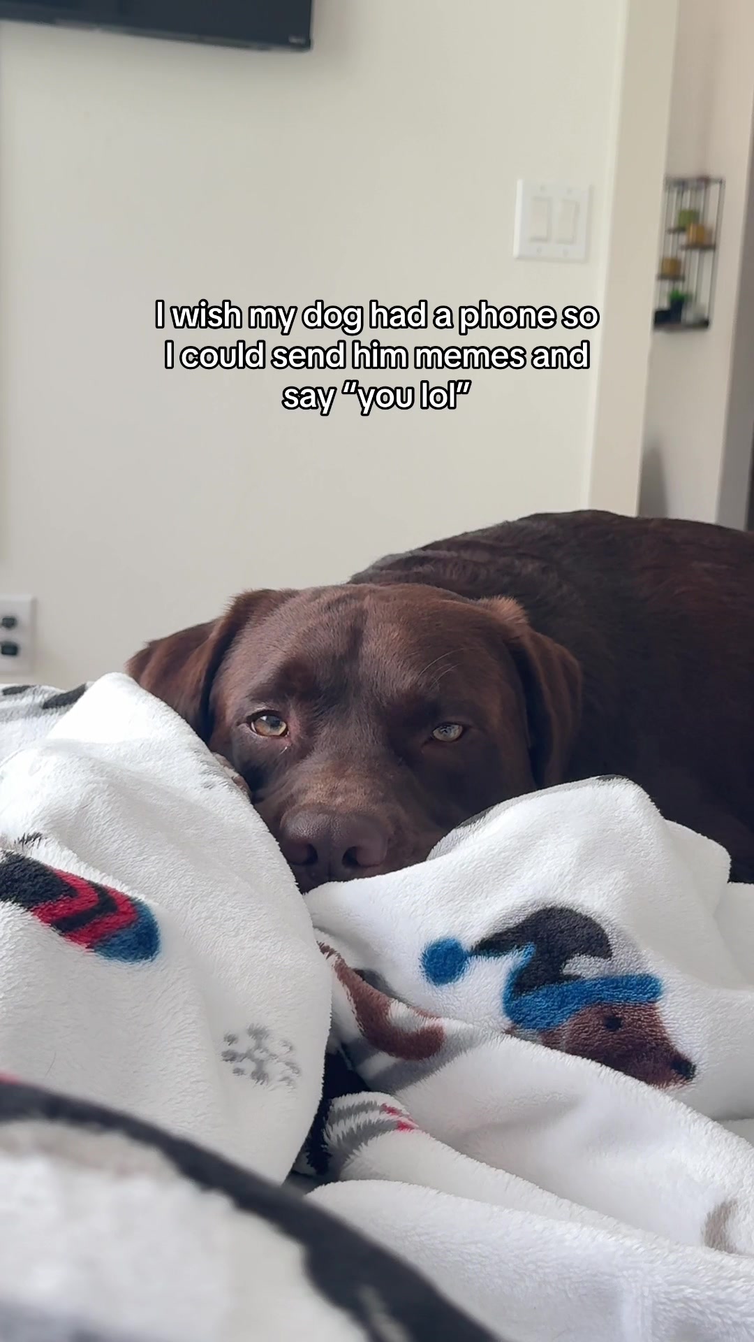 @Bruno Chocolate Lab