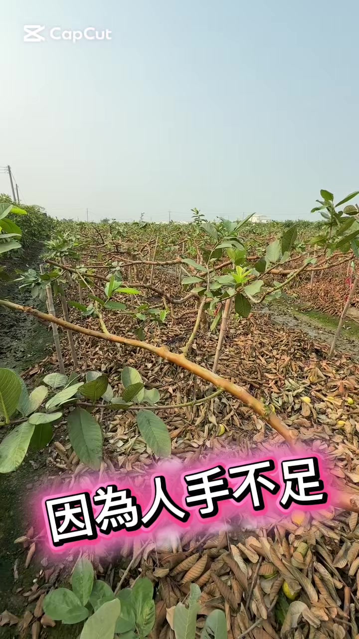 @滿幸福果園