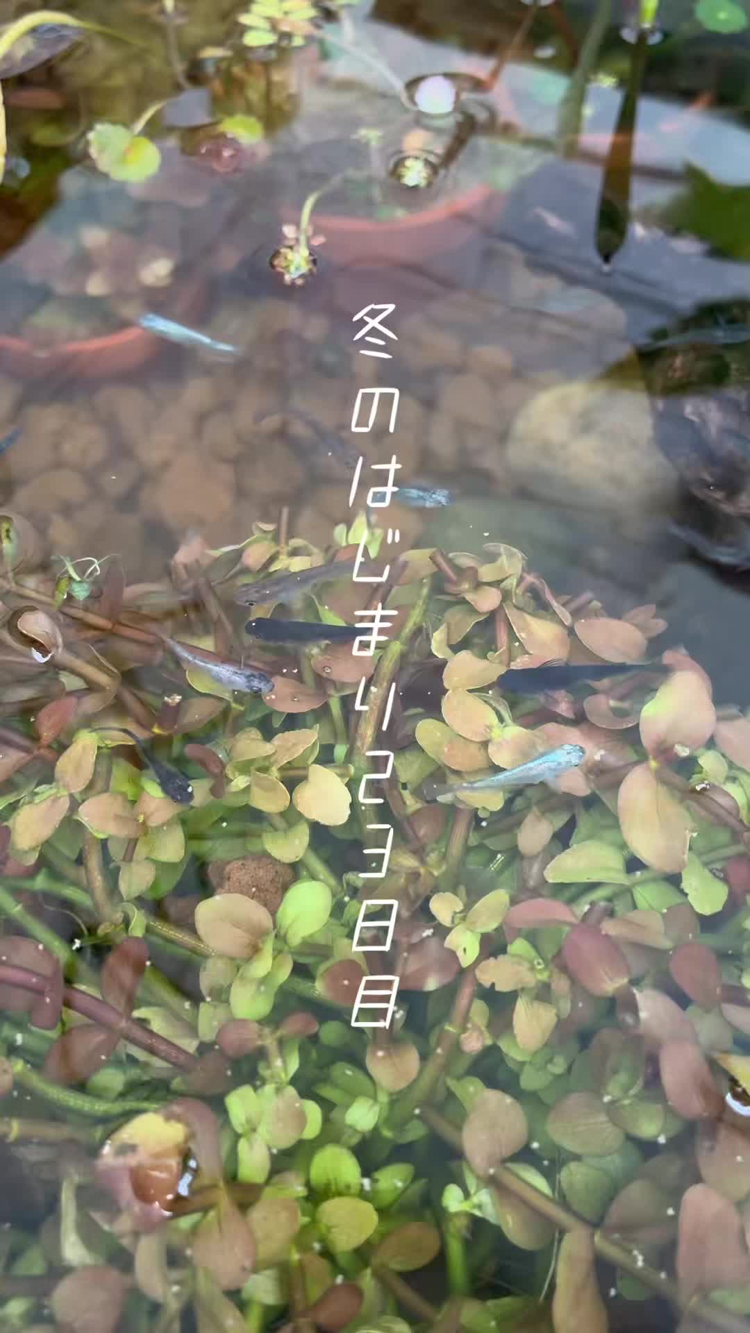 @癒しの田舎暮らし日記