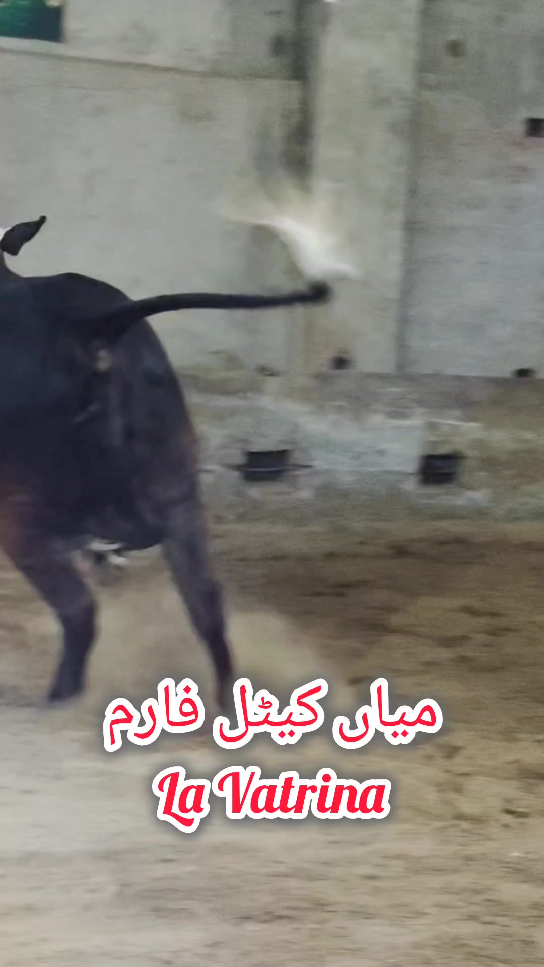 @shehzada