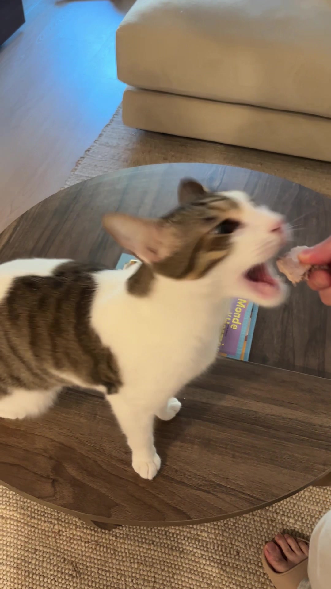@Mimi Wawa Meow