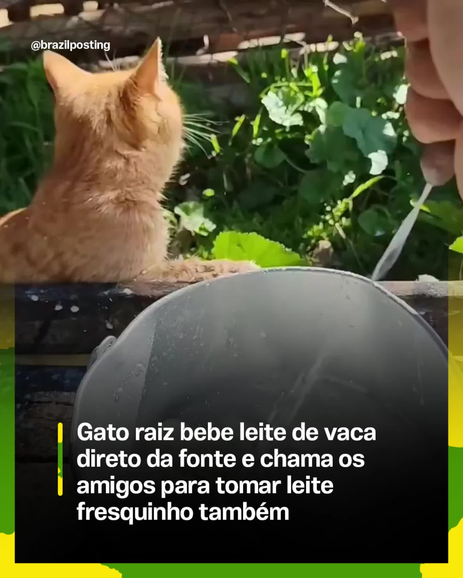 @Brazil Posting