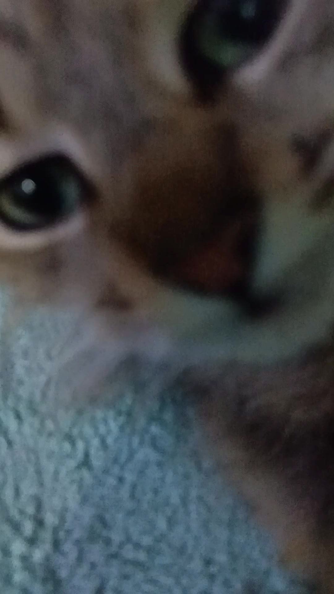 @germayn