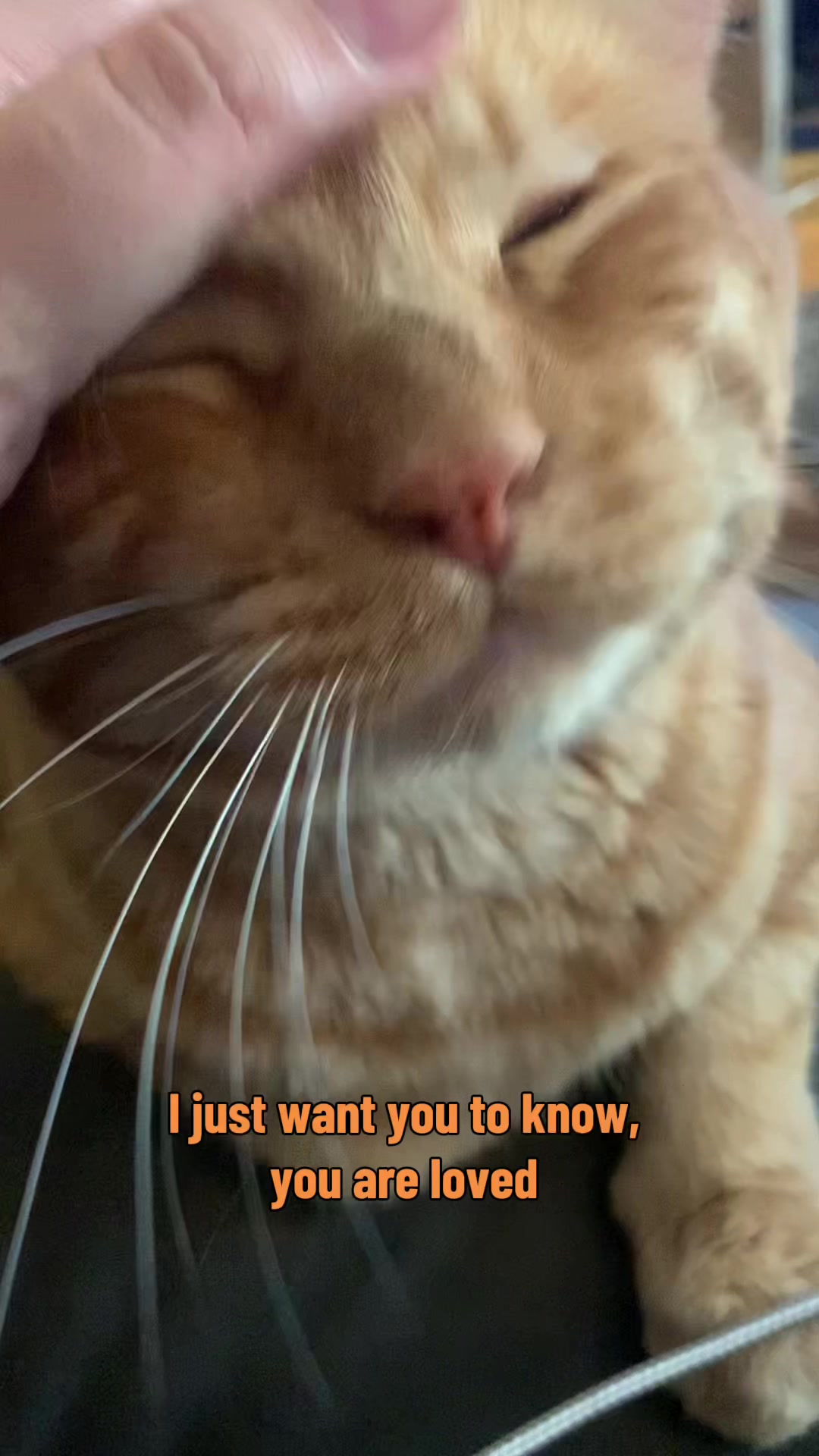 @diycatgeek (Wally & Howl)