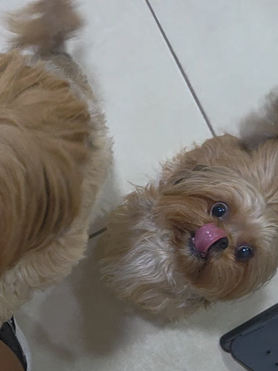 @Trio Pet Love