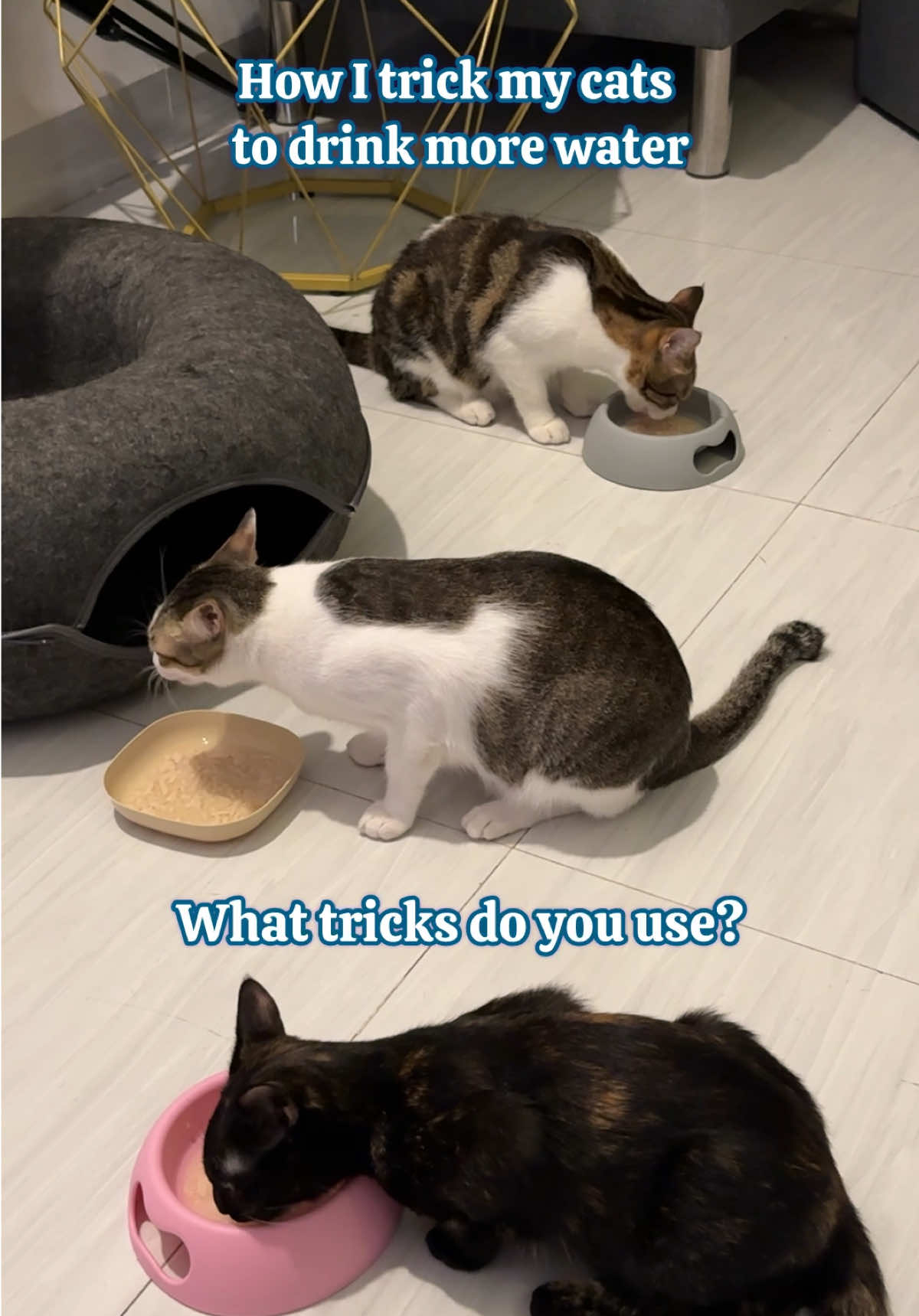 @Three Cats | Behavior & Life